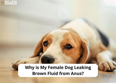 why is my dog leaking brown fluid|Brown Discharge from Female Dog: What It Means